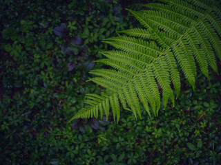 Beautiful ferns leaves green foliage. Close up of beautiful growing ferns in forest or park. Rainforest jungle landscape. Green plants nature wallpaper. Organic nature background.