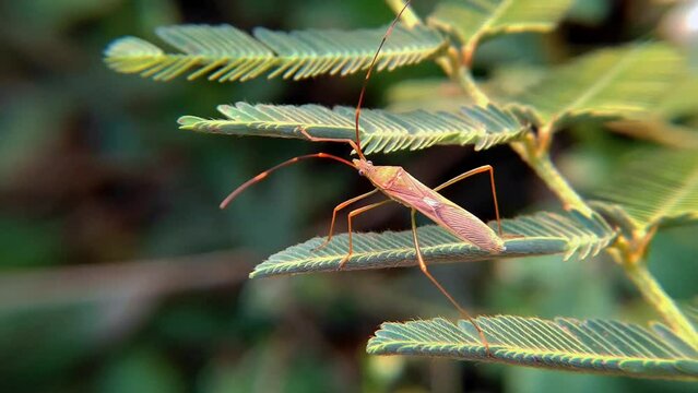 leaf footed bugs Coreidae is a large family of predominantly sap sucking insects in the Hemipteran suborder Heteroptera.