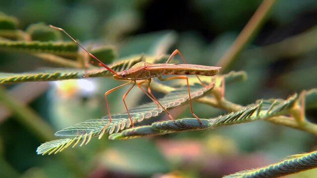 leaf footed bugs Coreidae is a large family of predominantly sap sucking insects in the Hemipteran suborder Heteroptera.