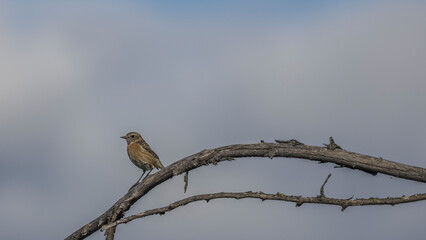 Saxicola rubicola on a branch against a cloudy sky