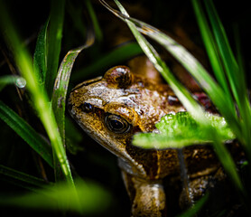 Grasfrosch