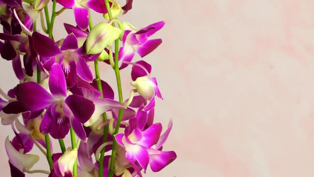 Orchid flowers close-up on an abstract blurred background. Beautiful purple tropical orchid flowers in slow motion. 4k video Rotating flowers background