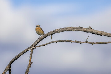 Saxicola rubicola on a branch against a cloudy sky