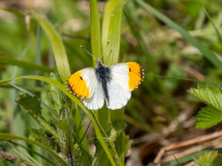 Orange-tip Butterfly Resting Wings Open