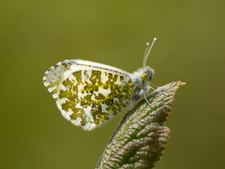 Orange-tip Butterfly Resting Wings Closed