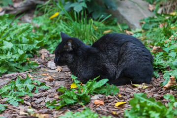 Naklejka na ściany i meble A big black cat lies on the leaves.