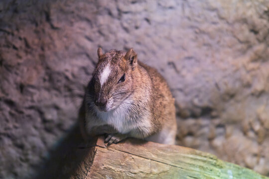 Rock moko - Kerodon rupestris sits on a tree branch