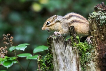 Naklejka na ściany i meble Closeup of a chipmunk perched on a tree trunk