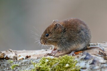 Obraz premium Closeup of a mouse perched on a tree trunk