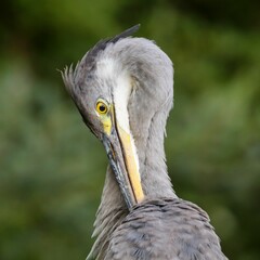 Closeup of a gray heron pecking on its feathers