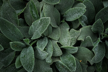 Fototapeta premium Green leaves with texture closeup