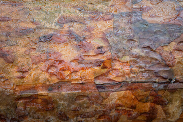Wet bark on a coniferous tree trunk