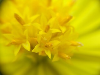 yellow daffodils in spring