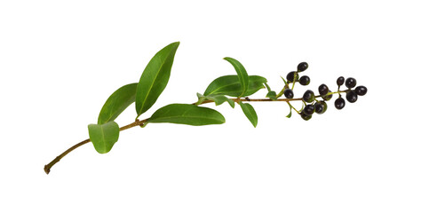 Twig of ligustrum with green leaves and black berries isolated on white or transparent background
