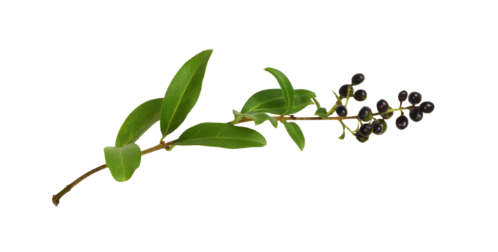 Twig of ligustrum with green leaves and black berries isolated on white or transparent background