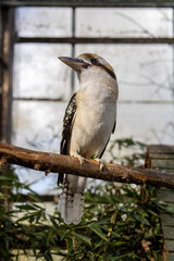 kookaburra posing on perch