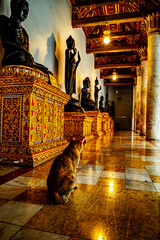 Naklejka premium Tranquil Encounters: Cat Resting at Wat Benchamabophit Dusitvanaram, the Serene Marble Temple of Bangkok, Thailand