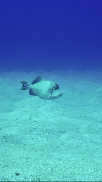 Vertical video, Yellowmargin Triggerfish (Pseudobalistes flavimarginatus) swimming fast over sand seabed covered with hills at depth, Slow motion