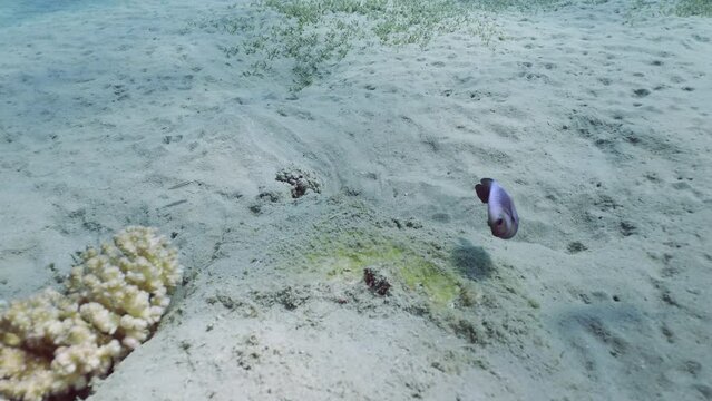 Domino fish swim out of their hiding place on sandy seabed, Slow motion. Domino Damsels or Threespot dascyllus (Dascyllus trimaculatus)
