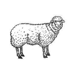 sheep sketch images