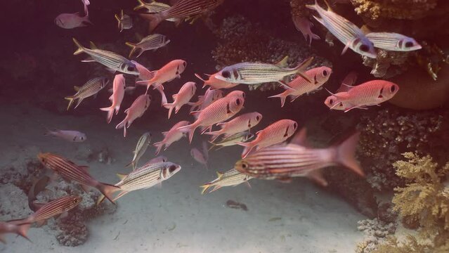 School of Blotcheye soldierfish or Squirrelfish (Myripristis berndti) swims near coral reef on bright sunny day in sunrays, Slow motion, Camer moving forwards