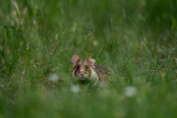 European hamster is hiding in grass. Rare hamster are looking for food. Orange and white rodent in Europe. Wildlife during summer time. 