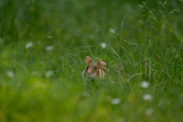 European hamster is hiding in grass. Rare hamster are looking for food. Orange and white rodent in Europe. Wildlife during summer time. 