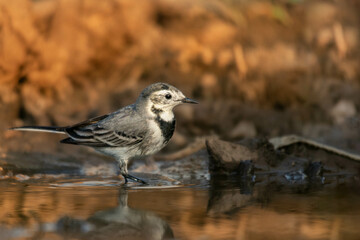 A wagtail in a puddle, golden hour