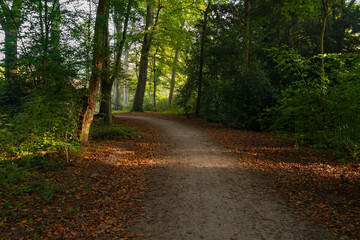 Walking path with autumn atmosphere in the park outdoors 