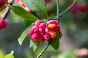  Pink Flower and orange berries from the Euonymus plant close up