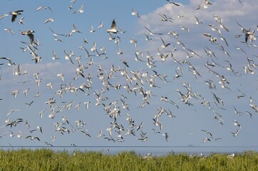 Large flock of Black-headed Gulls (Larus ridibundus) and Sandwitch Terns (Sterna sandvicensis) flyi