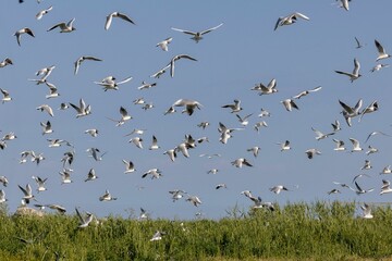 Black-headed Gull (Larus ridibundus) breeding colony on a sea island in Kihnu