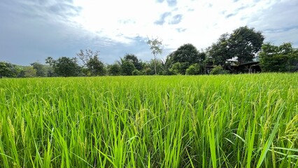rice field - 663819679
