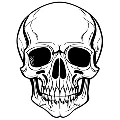  Skull Sketch