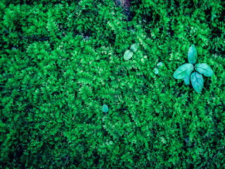 Beautiful nature background of green moss on the old wall