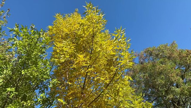 yellowing trees in a public park in the wind
