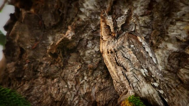 A camouflaged scops owl in a tree, rearing up in case of danger