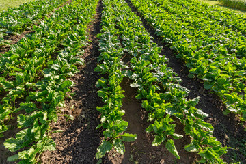 Sugar beet crops field, agricultural landscape