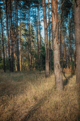 Obraz premium landscape of a pine forest in autumn