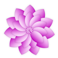 pink flower isolated on white