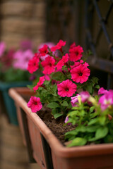 Fototapeta na wymiar Petunia sprouts in a box. Red petunias bloom in a hanging pot in July in the private yard