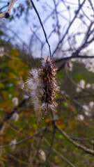 Goat willow (Salix caprea) at the final stage of flowering, close-up photo
