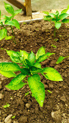 Young sweet pepper bush in the greenhouse