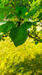 Green leaves of the apple tree on the background of green grass