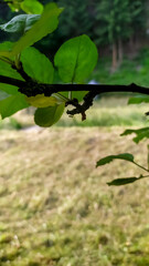 Green leaves of the apple tree on the background of green grass