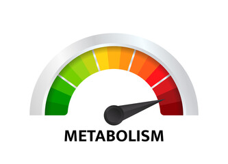 Metabolism level scale. Control health, care and determine on tachometer, speedometer, indicator, gauge. Infographic counter. Vector illustration