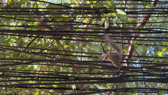 Wild thai squirrels on wires in outdoors in nature