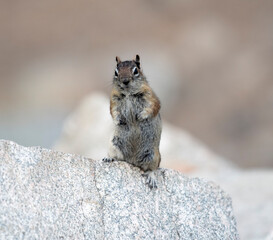 Chipmunk begs for attention & food