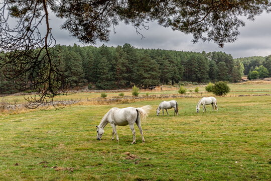 White mares in the meadow grazing and pine forest. Hoyos del Espino, Sierra de Gredos, Ávila, Spain.