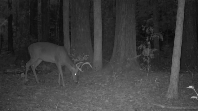 A mature Whitetail Deer buck feeding in the woods at night